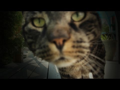 Kattperspektiv