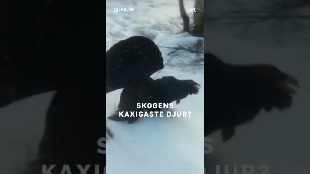 Ilsken kille. 😬 | Ut i naturen | SVT